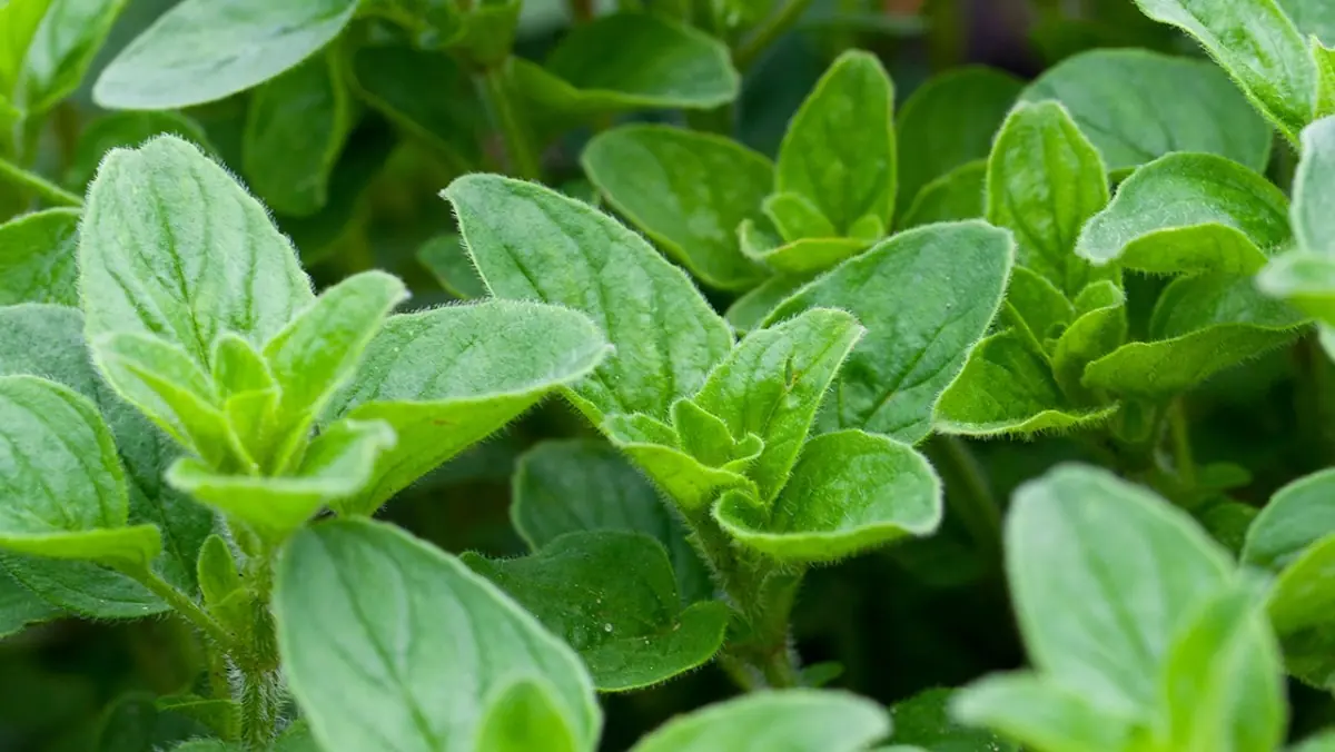What Happens If You Eat Just One Oregano Leaf a Day?