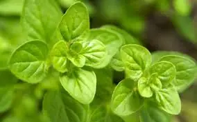 Just 1 Oregano Leaf a Day: Why It’s Going Viral in Health Talks