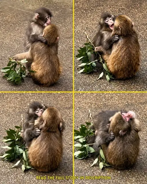 When Chaos Looks Like Something More: The Story of Punchy