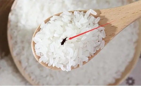 How to keep stored rice safe from weevils and moisture-related mold