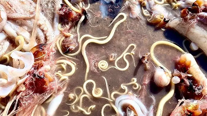 Could Your Food Be Unsafe? 4 Common Items That May Contain Parasites