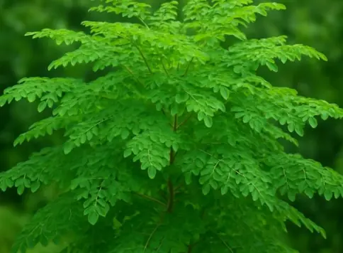 A Common Wild Vegetable Was Found to Destroy Over 90% of Can.cer Cells Within 48 Hours in Lab Studies