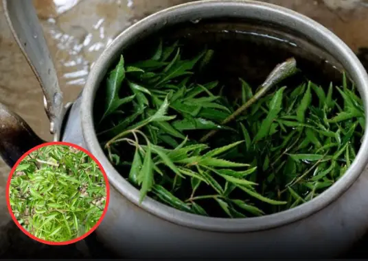 Drinking Polyscias fruticosa Leaf Tea Daily: A Simple Habit Linked to Notable Health Benefits