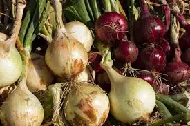 Why Eating Onions Might Be Good for Your Health — Experts Explain