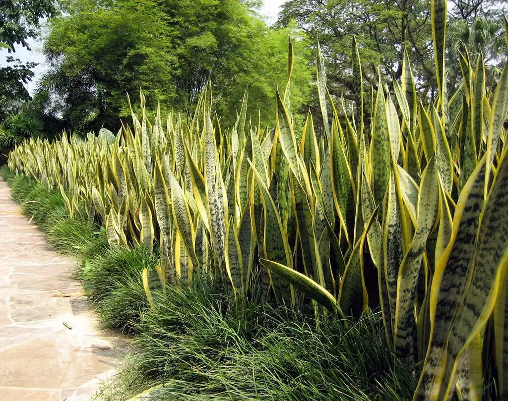 Plants Snakes Are Drawn To and Those That May Repel Them