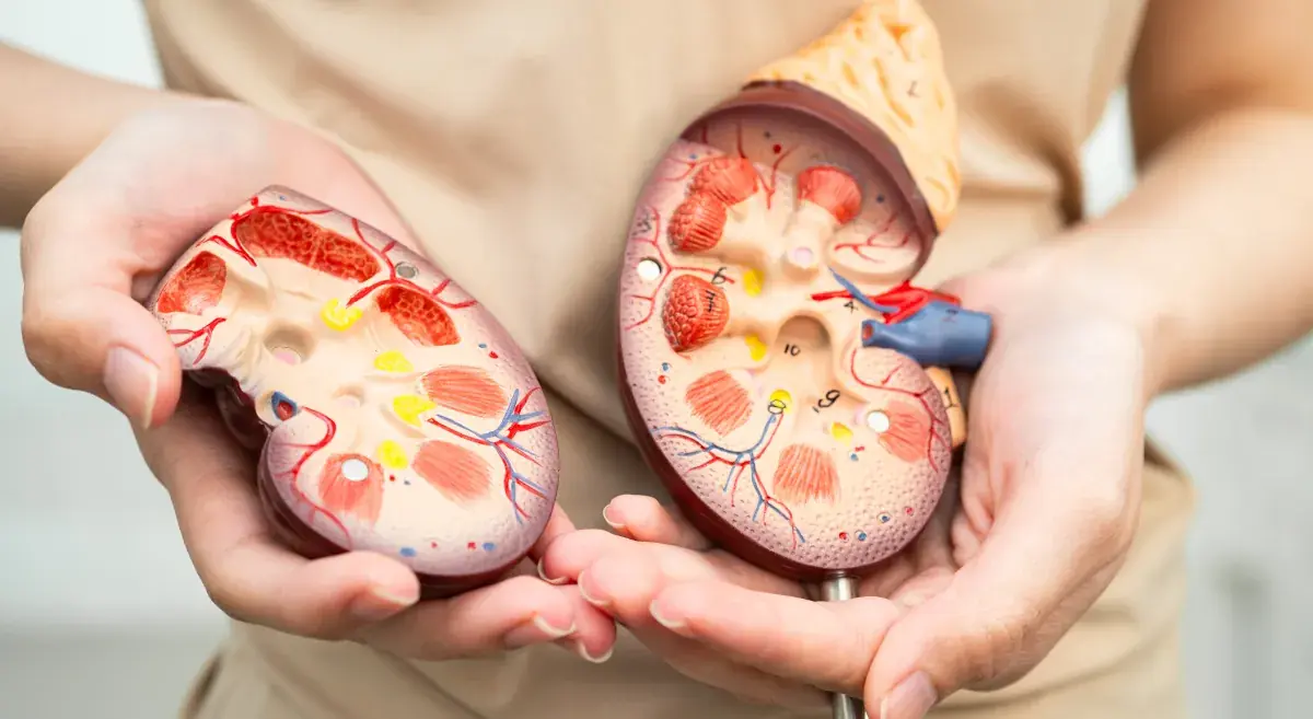 How to Spot Early Kidney Warning Signs and Support Kidney Function
