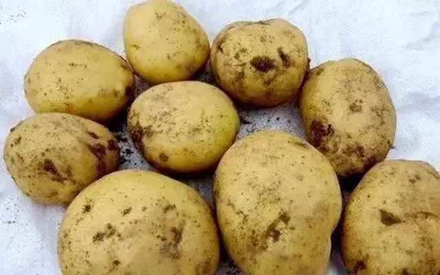 Potatoes are a popular favorite and offer many surprising health benefits that people often overlook