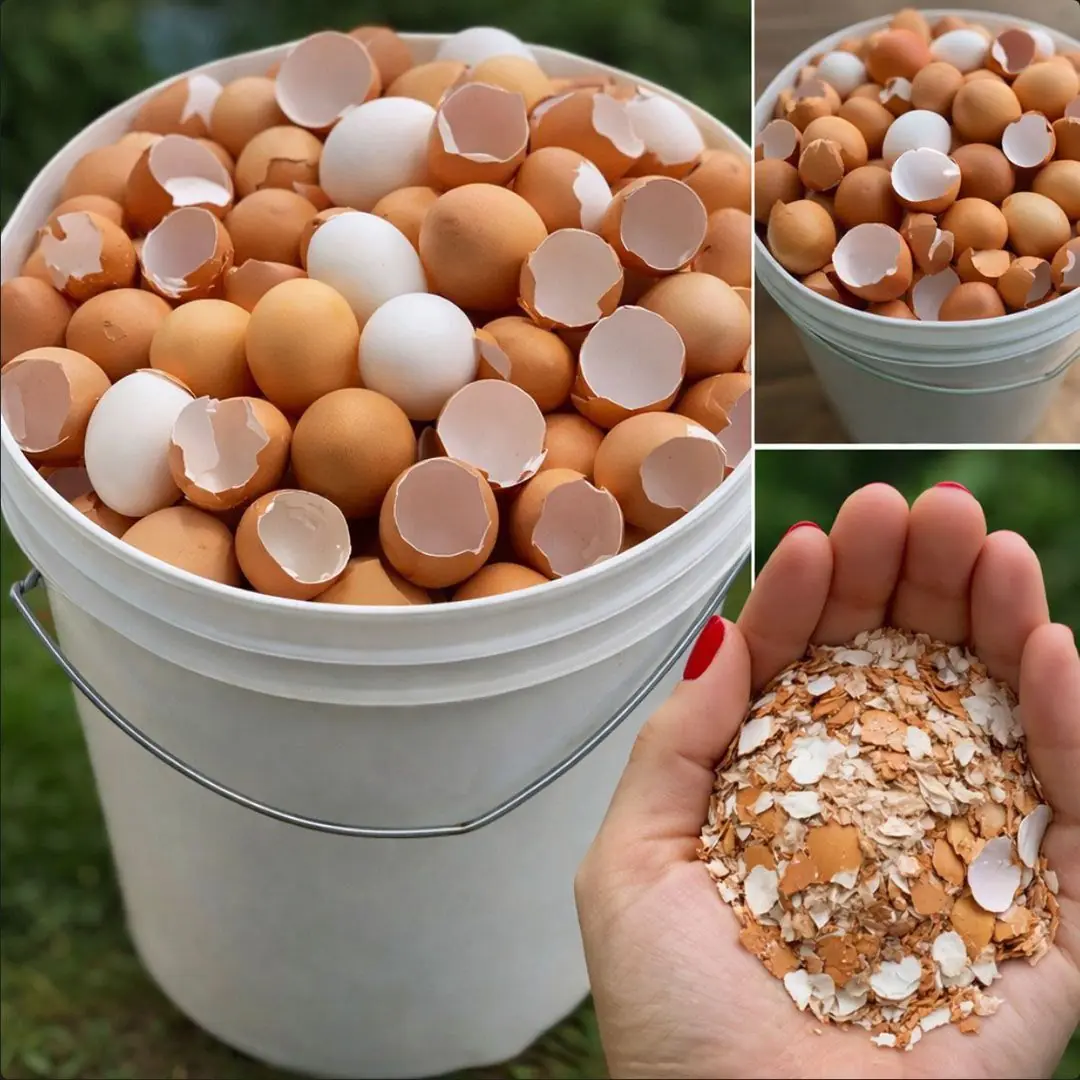 Stop Throwing Eggshells Away: Boil Them and Discover These Surprising Uses