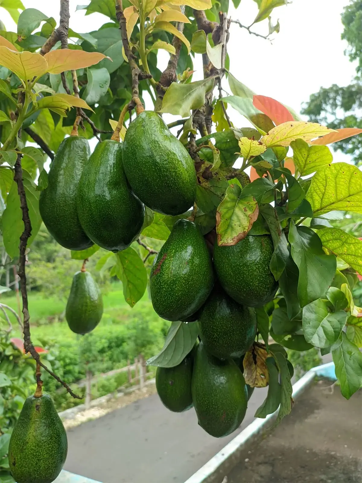 Why Avocados Are So Good for You: 14 Surprising Health Benefits