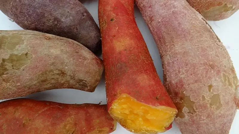 Anyone who enjoys sweet potatoes should take a moment to read this article and discover what they may not know yet.