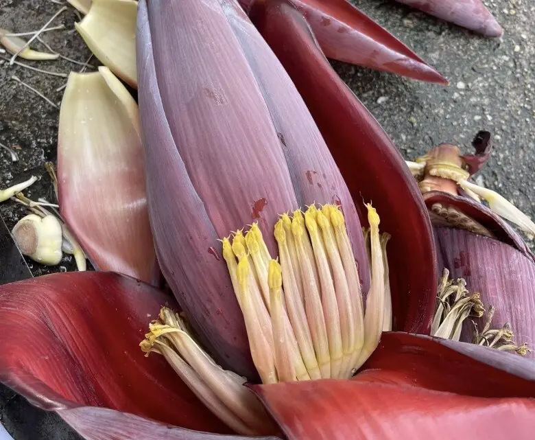 Banana Blossom: A Nutritious Food Linked to Blood Sugar, Blood Pressure, and Digestive Support