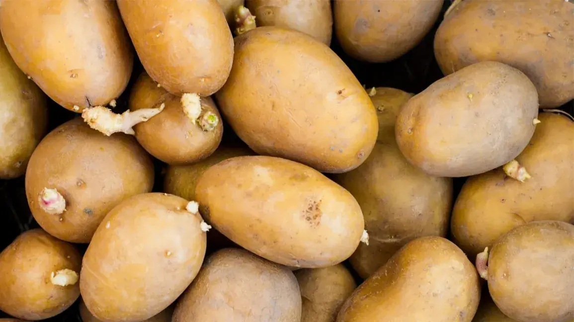 How to Tell If Your Potatoes Are Pois.onous: A Simple Guide to Avoiding a To.xic Tater