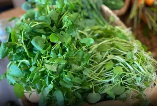 This vegetable is known as the ‘king of anti-cancer vegetables’: Small in size, but surprisingly powerful in health benefits