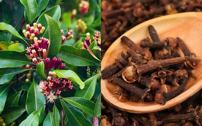 Clove Water: A Simple Addition to Your Routine with Surprising Benefits