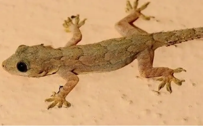Seeing a Lizard Indoors? It Might Have a Meaning You Didn’t Expect