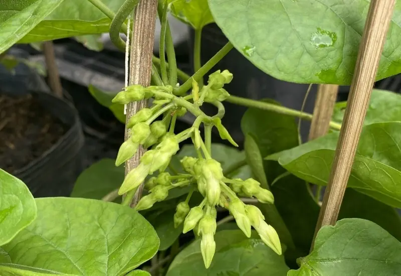 4 Plants That May Attract Snakes - What You Should Know for a Safer Home