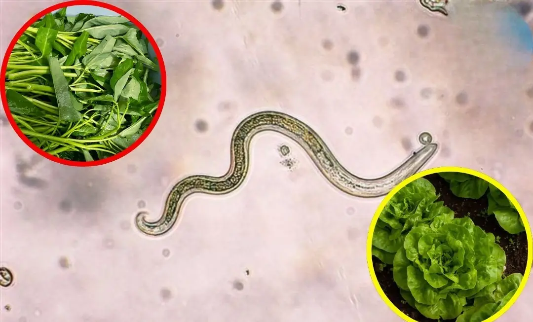 8 vegetables that may carry more residue and germs than you expect