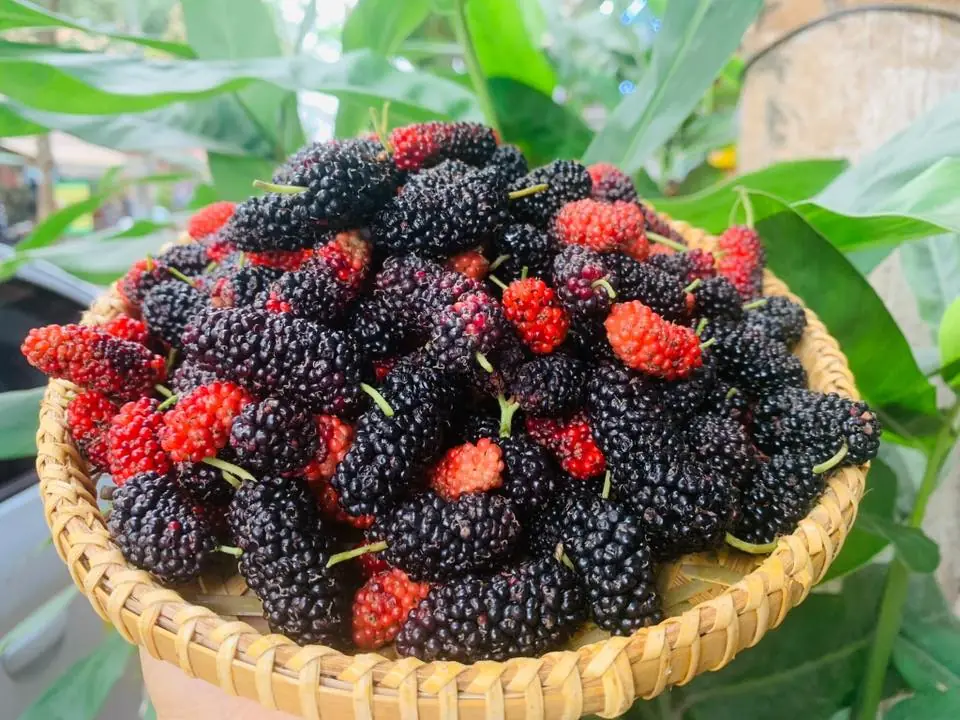 Mulberries Are Highly Nutritious — But Avoid These 7 Mistakes to Protect Your Health