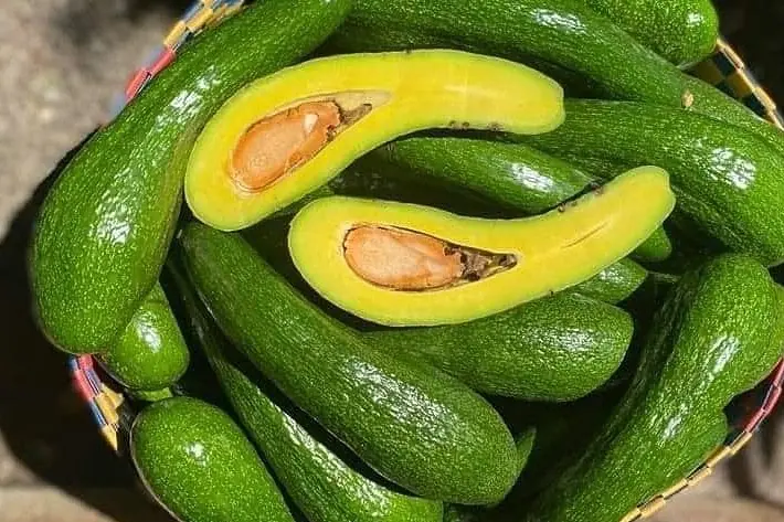 Doctors reveal what really happens to your body when you eat avocado daily… the results may surprise you
