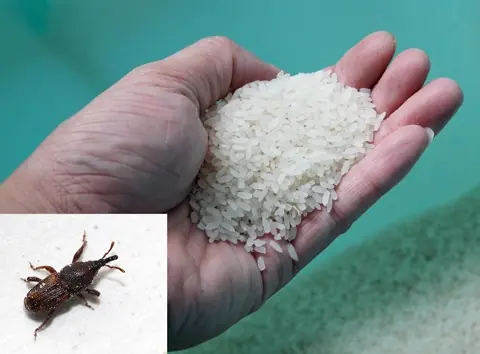 Best Ways to Store Rice to Keep It Clean and Pest-Free