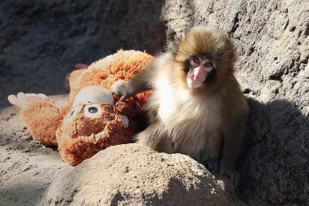 The Loneliest Monkey in the World? The Emotional Story Behind Punch and His Stuffed Toy