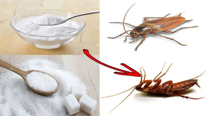 How to Use Sugar with a Household Ingredient to Reduce Cockroaches