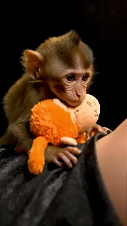 He Knows It’s Not Real… So Why Does He Care? The Emotional Story of Punchy