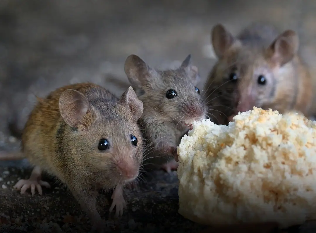 6 Simple but Effective Ways to Keep Mice Out of Your Home