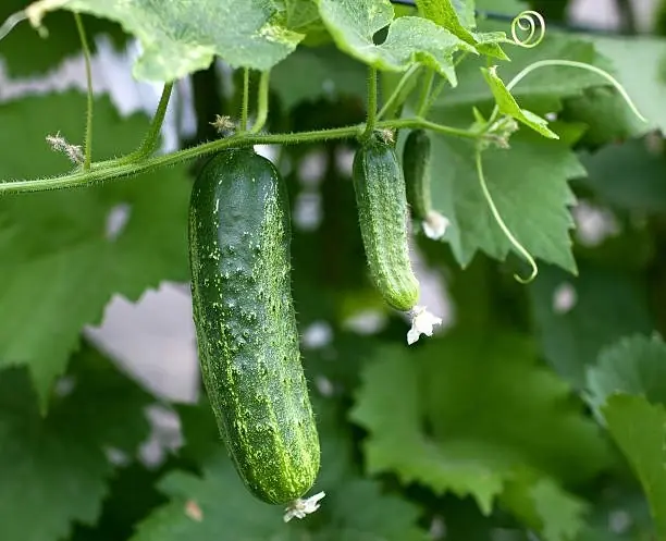 Cucumbers may be good for you—but for these four groups, they could do more harm than good.