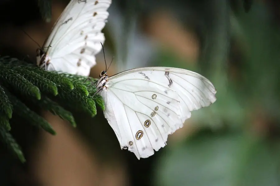 What Does It Mean When a White Butterfly Visits You? The Symbolism Behind This Mysterious Encounter