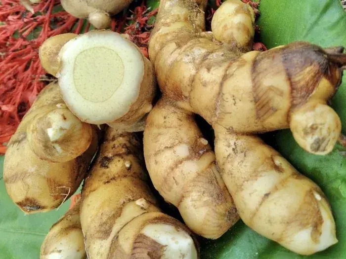 A Simple Daily Health Habit: How Steamed Ginger Strengthens Immunity, Warms the Body, and Helps Prevent Colds