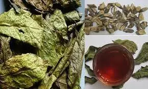 Guava Leaves and Tea: Incredible Health Benefits Explained