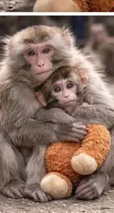 When You Look Into Punchy’s Eyes… What Do You See Behind Them?