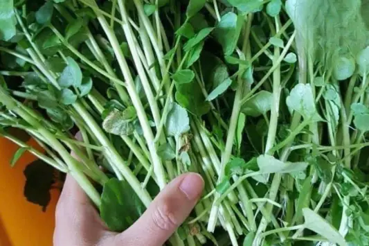 The whole world is celebrating the discovery of a vegetable