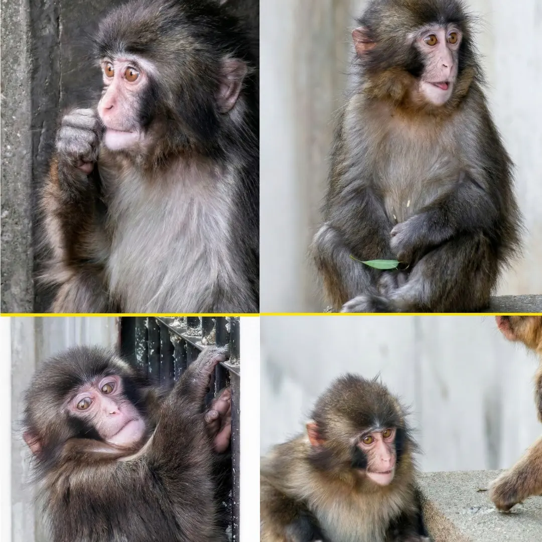 From Fear to Freedom: The Journey of Little Punchy on Monkey Mountain