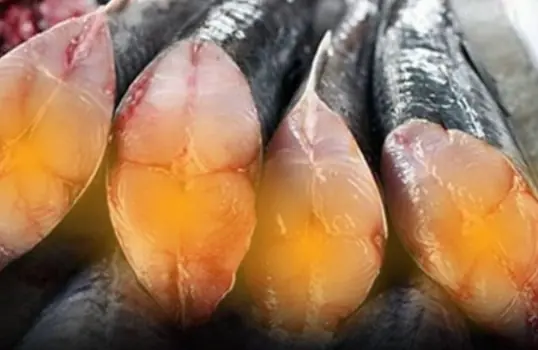 If You Think Salmon Is the “King of DHA”, Think Again — This Fish Is the Real Champion