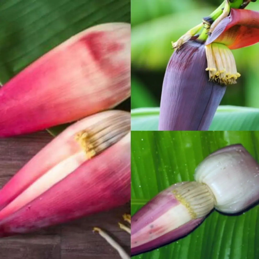 This Overlooked Superfood Could Revitalize Your Body—Banana Blossom