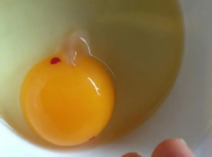 Blood Spots in Eggs: Harmless Imperfection or Warning Sign?