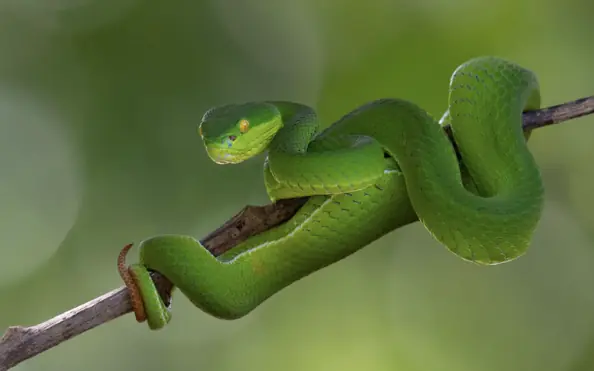 First steps you should take after a snake bite