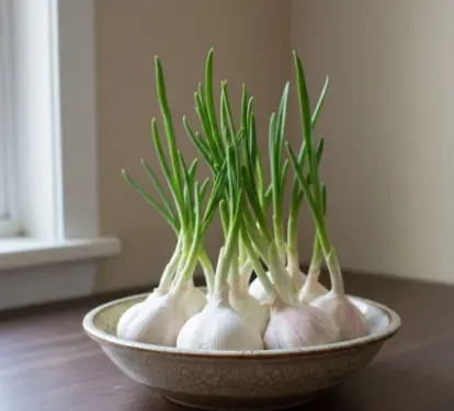 Benefits of eating sprouted garlic that you may not know