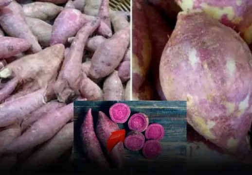 Most people can’t tell ‘male’ from ‘female’ sweet potatoes 3 signs reveal it instantly