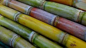 Sugarcane: A Naturally Refreshing Boost for Your Health and Energy