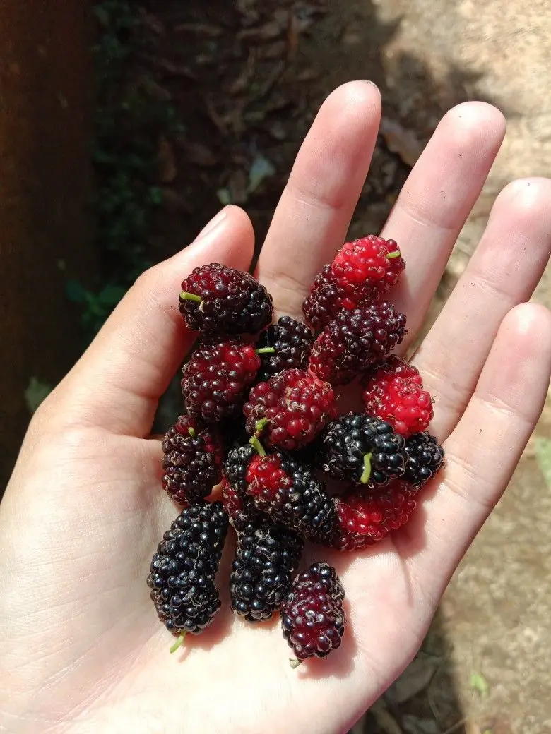 A Nutrient-Rich Fruit That May Help Support Healthy Aging