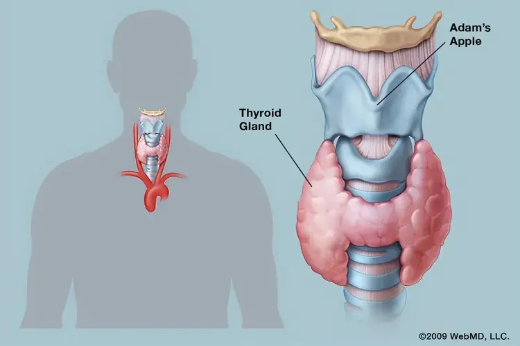Experts Warn: Eating Too Much of This Common Food Could Harm Your Thyroid