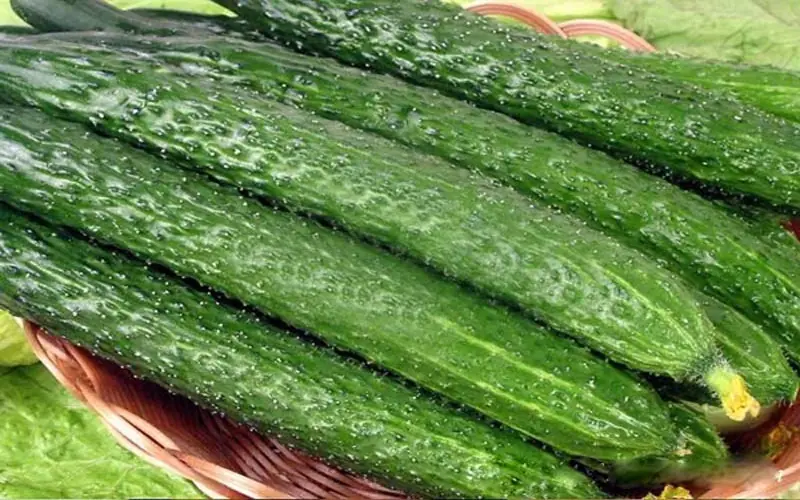 I Ate Cucumbers Every Day—What Happened Next Surprised Me