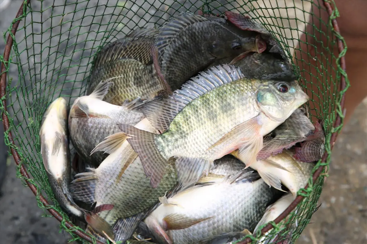 Still eating tilapia? Here’s why you might want to reconsider