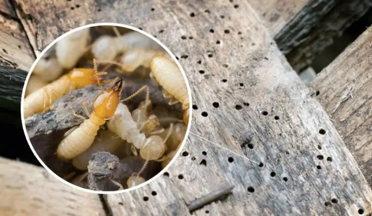 If your wooden door has termites, this simple mixture can help eliminate them