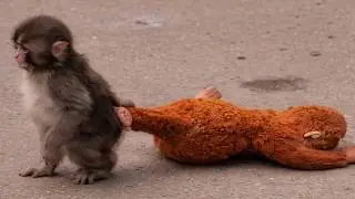 Before Anything Else, Punch Made Sure His Little Treasure Was Safe