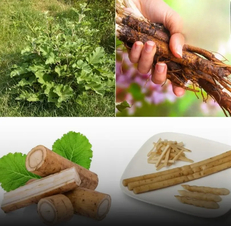 Burdock Root: The “Miracle Plant” People Talk About — What Science Actually Says