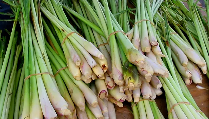 Put this leaf in the toilet to naturally freshen the air and repel bugs